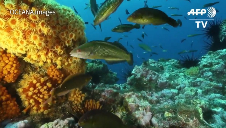 Tổng diện tích vùng biển được bảo tồn ở Chile hiện tại là 42,4%.