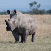 Tê giác trắng đực duy nhất trên Trái Đất "lên mạng" tìm bạn tình