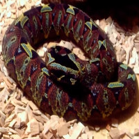 Loài rắn nguy hiểm bậc nhất châu Phi với dấu hiệu "thần chết" ngay trên đầu