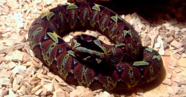 Loài rắn nguy hiểm bậc nhất châu Phi với dấu hiệu "thần chết" ngay trên đầu