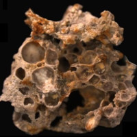 Tìm thấy "kho" oxy do vi khuẩn lưu giữ trong các mẫu hóa thạch 1,6 tỉ năm trước