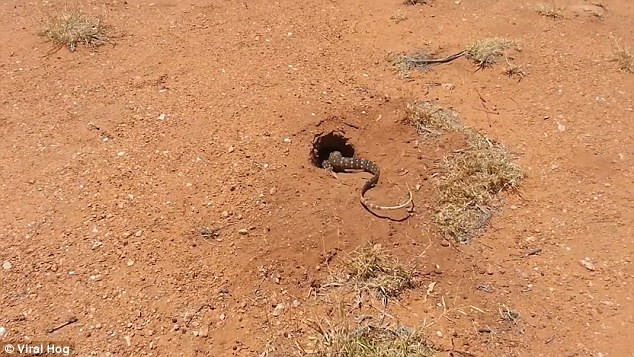 Kỳ nhông Australia thường ăn côn trùng, các loài thằn lằn, chim và cá