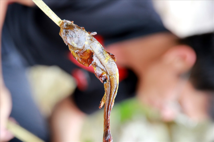Hành trình tìm loài cá đắng quý hiếm trên dãy Hoàng Liên Sơn