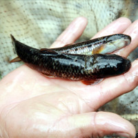 Hành trình tìm loài cá đắng quý hiếm trên dãy Hoàng Liên Sơn