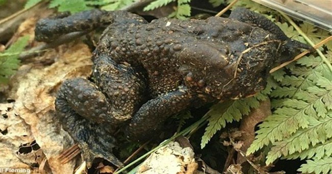 Sửng sốt loài cóc kì dị không có đầu vẫn nhảy tưng tưng