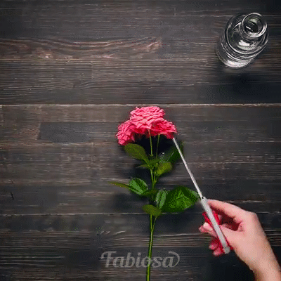 Trồng hoa hồng từ 1 cành hoa - cách đơn giản để có một chậu hồng thơm ngát