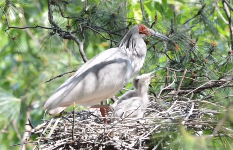 Cò quăm mào Nhật Bản