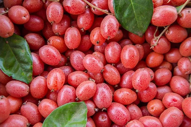 Những điều cần tránh khi ăn quả nhót bạn nên biết