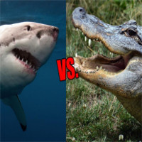 Cá sấu vs cá mập: bạn nghĩ loài nào sẽ thắng?