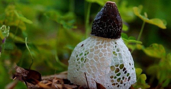 Top 10 loại nấm quý hiếm nhất ở Việt Nam