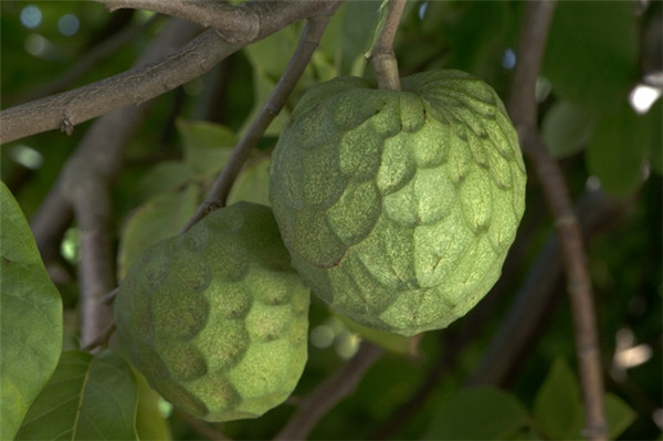 Quả cherimoya