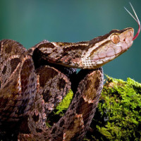 Mò vào ổ nhện kiếm ăn, loài rắn nguy hiểm nhất Costa Rica bị giết không thương tiếc