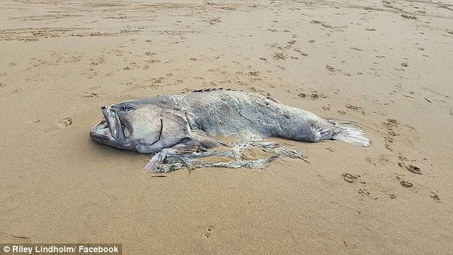 The carcass of a nearly two-meter-long fish washed up on Moore Park Beach.