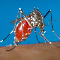 Các nhà khoa học đã phát hiện ra bí mật sự sống loài muỗi