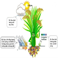 Tính toán nhu cầu phân bón của cây lúa bằng kỹ thuật "ô khuyết"