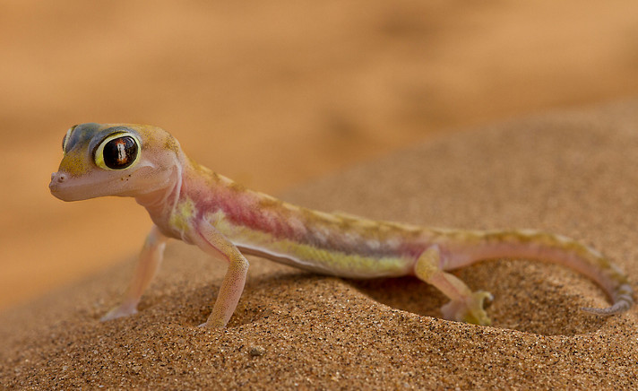 Tắc kè Palmetto (Pachydactylus rangei).