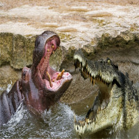 Cá sấu đại chiến hà mã: ai mới là bá chủ của những khúc sông châu Phi?