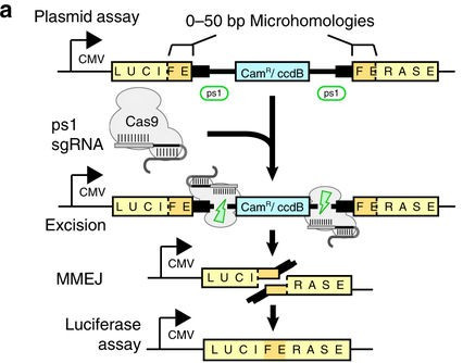 Kỹ thuật chỉnh sửa gene CRISPR của Nhật Bản đã đạt tới độ 