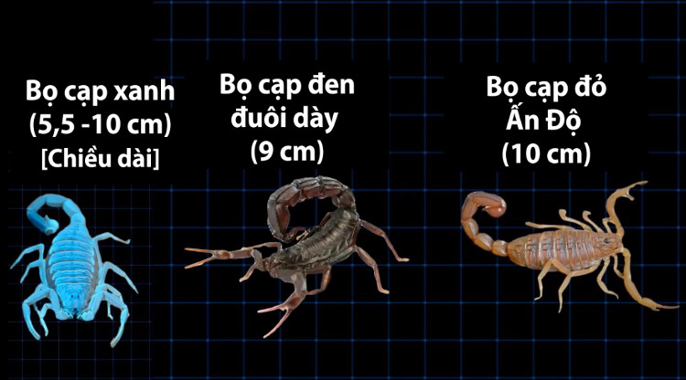 So sánh kích cỡ của bọ cạp xanh, bọ cạp đen và bọ cạp đỏ Ấn Độ.