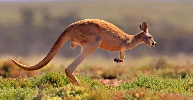 Hỏi dễ mà khó trả lời: Tại sao kangaroo mẹ lại nuôi con trong túi?