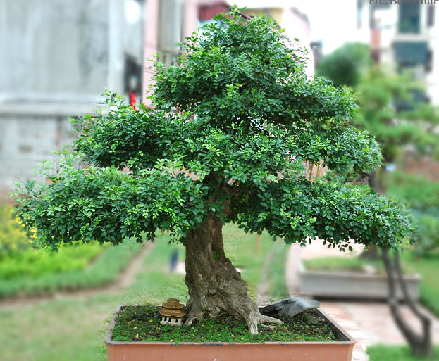 Việc tỉa cành đối với cây nguyệt quế trồng bonsai khá quan trọng quyết định tới thế của cây.