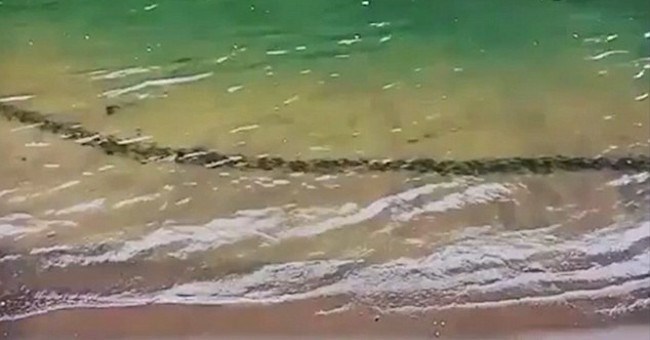 Ngỡ thủy quái khổng lồ bơi dưới nước, kinh ngạc phát hiện sự thật