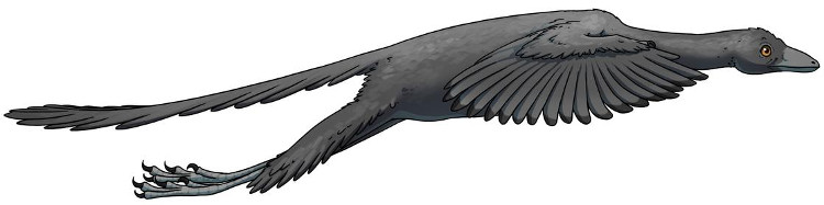 Khủng long Archaeopteryx bay giống chim trĩ