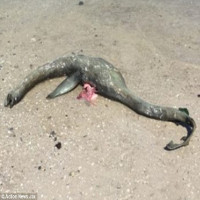 Video: Sinh vật bí ẩn giống quái vật hồ Loch Ness xuất hiện trên biển Georgia