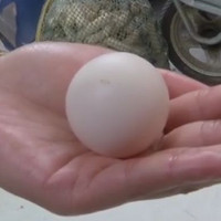 Bé xíu, hình dáng kỳ quặc nhưng quả trứng gà này có thể bán với giá 15 triệu đồng