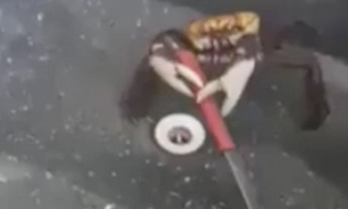 Cua sử dụng vũ khí để tự vệ