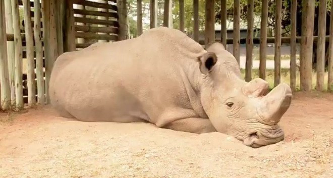 Cái chết của tê giác trắng Sudan và lời cảnh báo đến toàn nhân loại