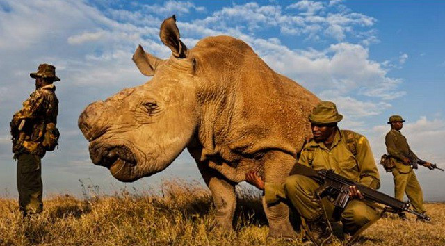 Cái chết của tê giác trắng Sudan và lời cảnh báo đến toàn nhân loại