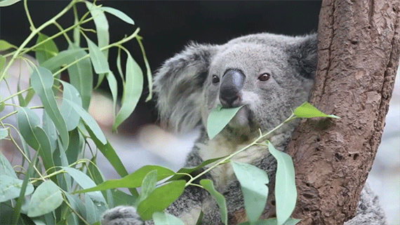 Vì sao gấu Koala vốn không hay uống nước nhưng giờ chúng thường xuyên làm?