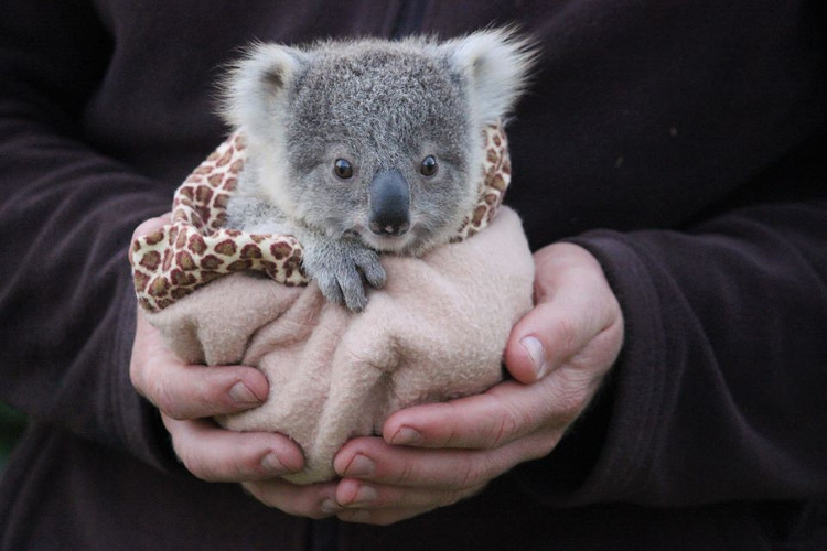 Vì sao gấu Koala vốn không hay uống nước nhưng giờ chúng thường xuyên làm?