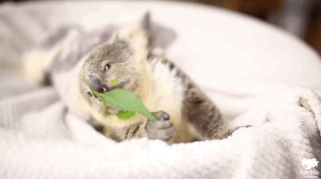 Vì sao gấu Koala vốn không hay uống nước nhưng giờ chúng thường xuyên làm?