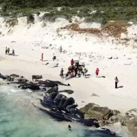 Gần 150 con cá voi chết trên bờ biển Australia