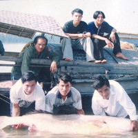 Huyền thoại về cá Sủ Vàng trên sông Lam