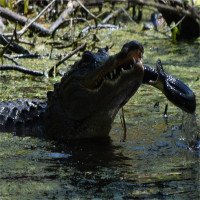 Thấy rắn "khủng" đến gần con, cá sấu mẹ tung đòn hủy diệt