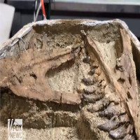 Hóa thạch nghi là khủng long bạo chúa con ở Mỹ