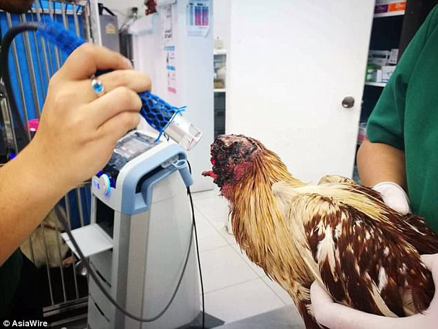 Chuyện lạ: Gà Thái Lan bị mất đầu vẫn sống được 10 ngày