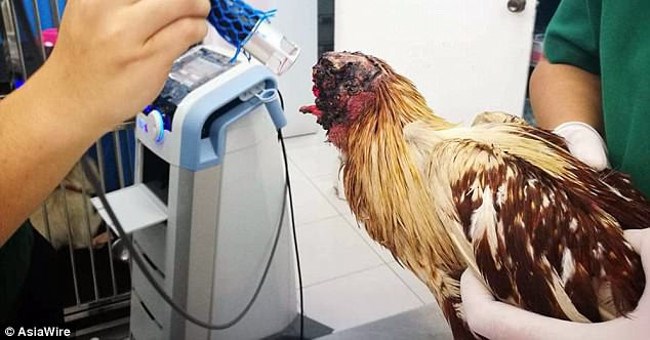 Chuyện lạ: Gà Thái Lan bị mất đầu vẫn sống được 10 ngày