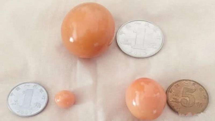 Mua ốc sên, chẳng ngờ có được báu vật nhân gian hiếm thấy