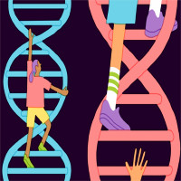 Vì sao không nên kiểm tra IQ bằng xét nghiệm gene?