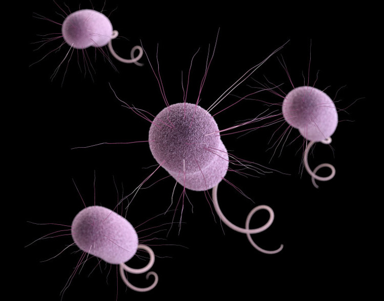 CDC Hoa Kỳ cảnh báo: Vi khuẩn 