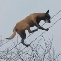 Video: Chó đi thăng bằng trên dây điêu luyện