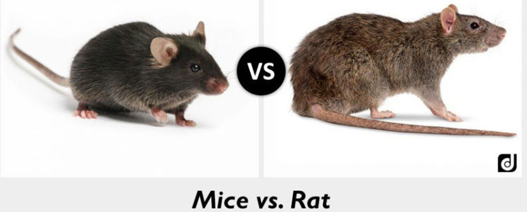 Nước mắt loài chuột và phát hiện bất ngờ khả năng 