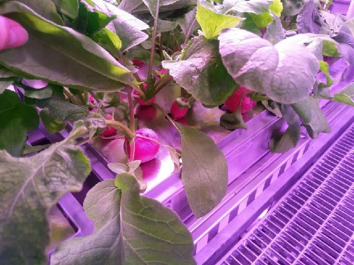 Đã có thể trồng rau tại Nam Cực mà không cần đất và ánh sáng mặt trời