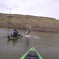 Video: Khoảnh khắc chứng kiến "thủy quái" trên sông Snake
