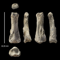 Hóa thạch xương người lâu đời nhất khai quật ngoài châu Phi