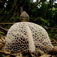Kỳ lạ loài nấm “che mặt” như mỹ nhân, quý hiếm nhất Việt Nam